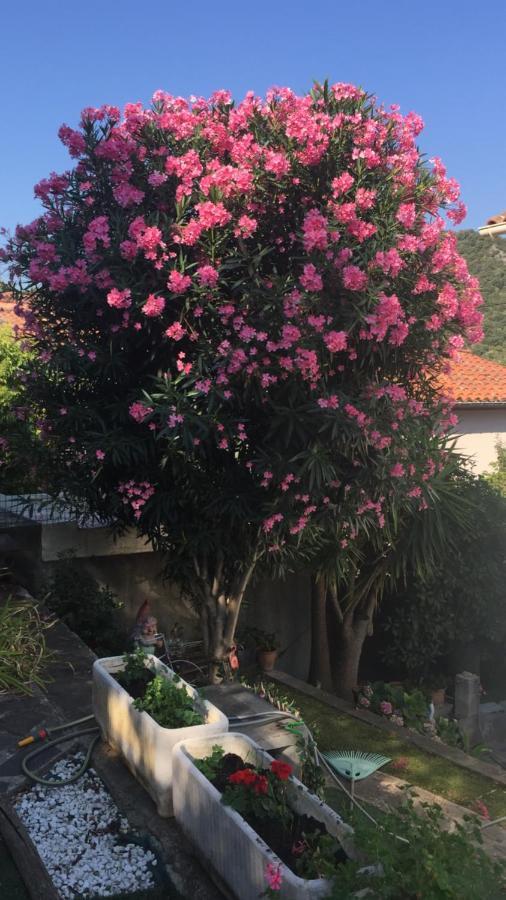 Beautiful Apartment With Garden Amélie-les-Bains-Palalda Exterior photo
